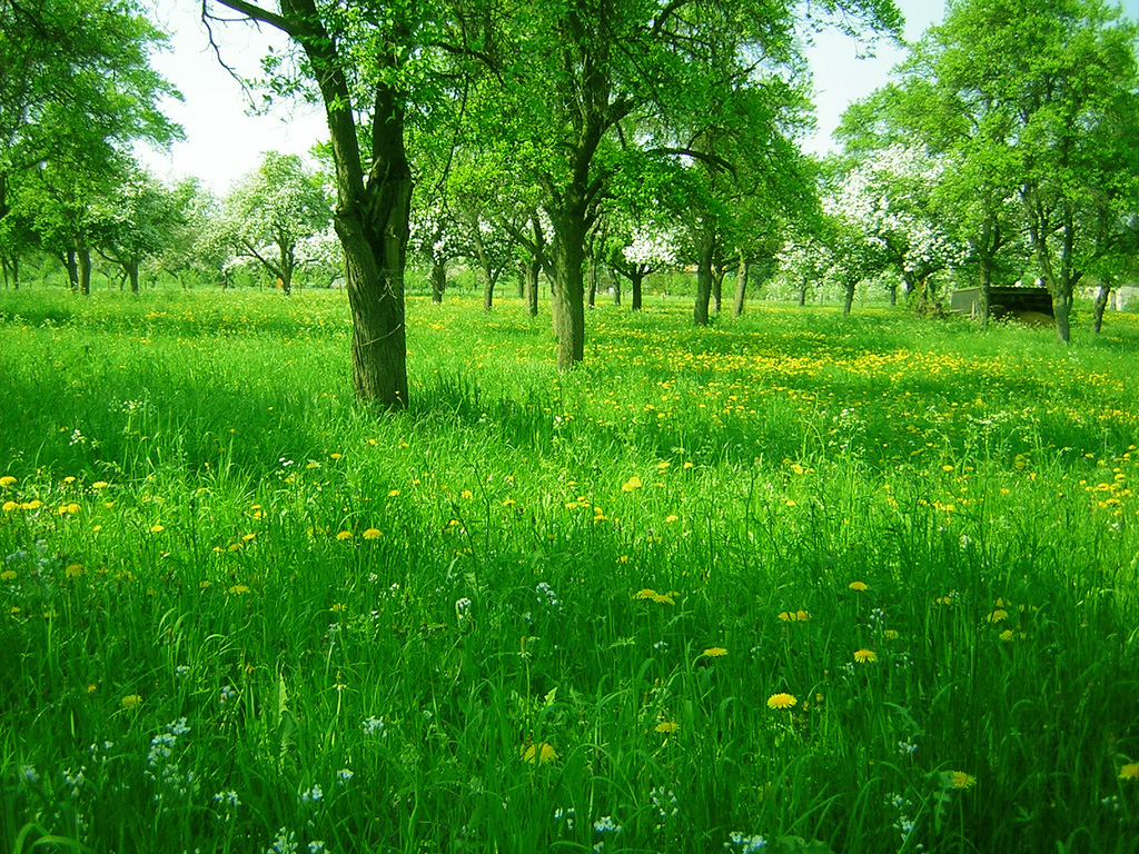 美しい緑の壁紙,自然の風景,緑,牧草地,自然,草原