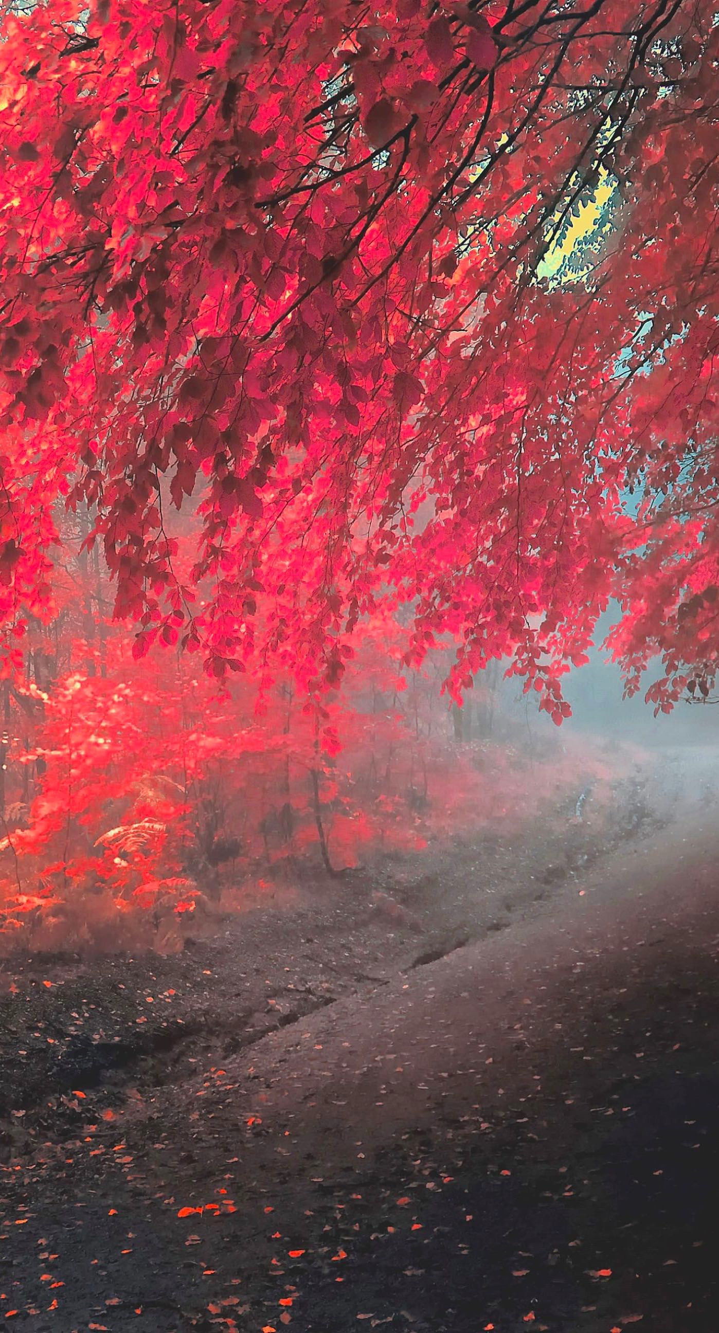 carta da parati merah marrone,rosso,albero,rosa,cielo,foglia