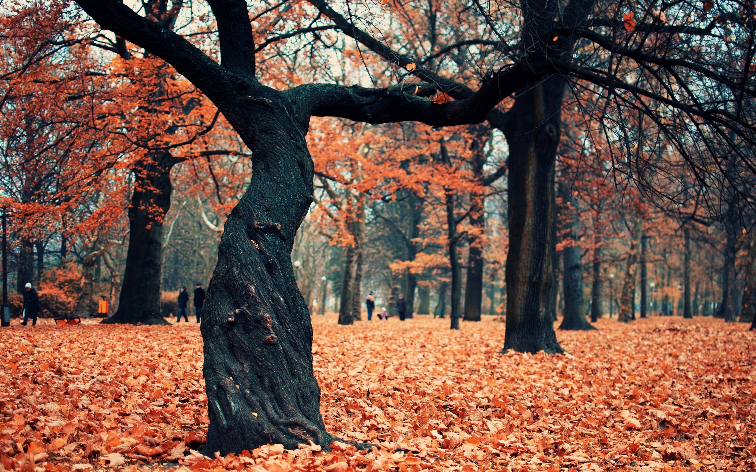 carta da parati merah marrone,albero,natura,foglia,paesaggio naturale,bosco