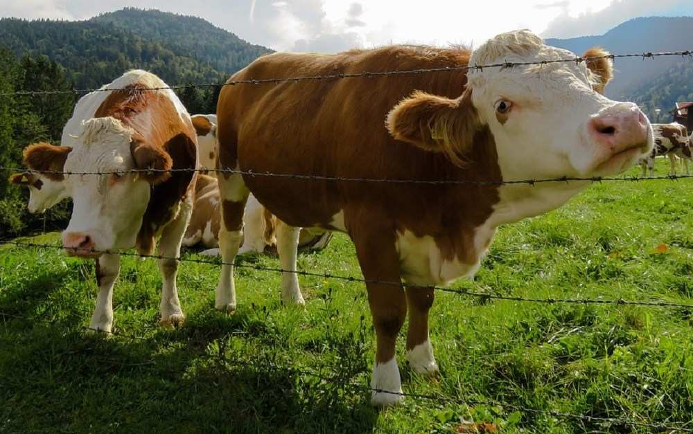 papel pintado warna coklat,vaca lechera,ganado,familia vaca cabra,área rural,pradera