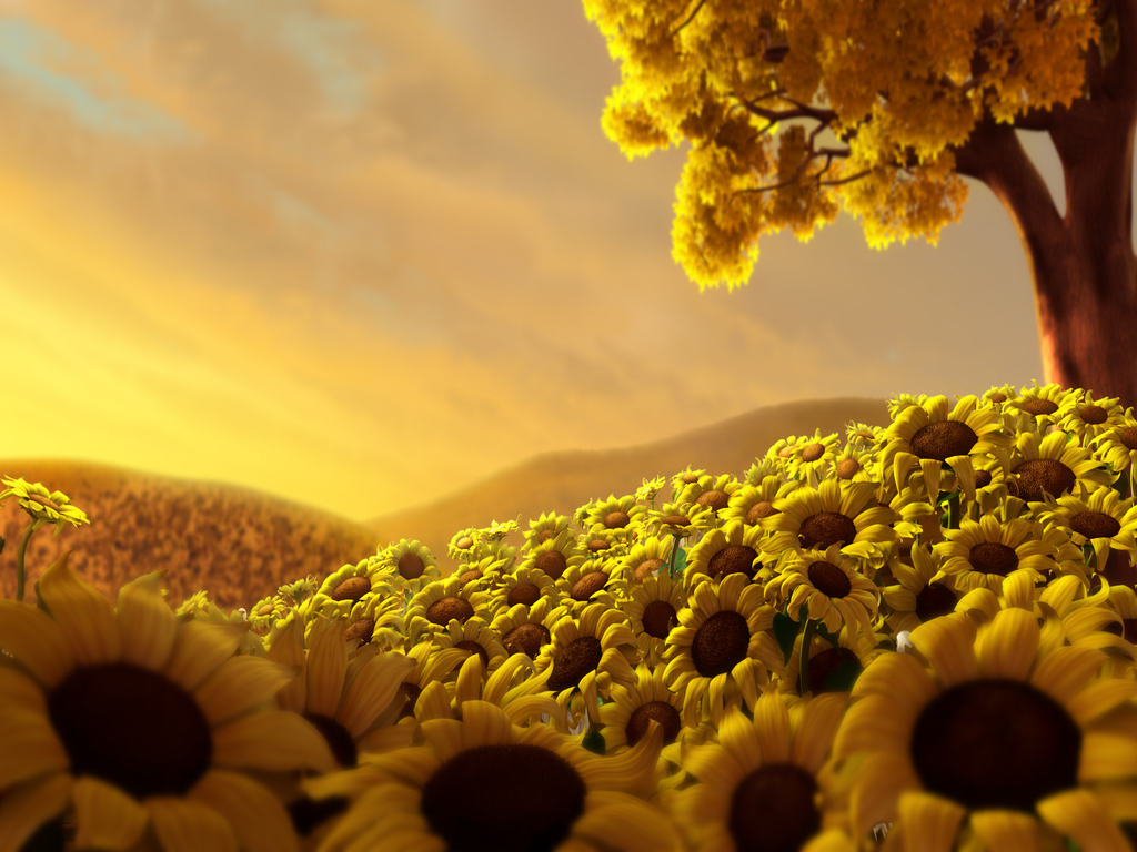 contoh gambar wallpaper,sunflower,nature,flower,yellow,sky