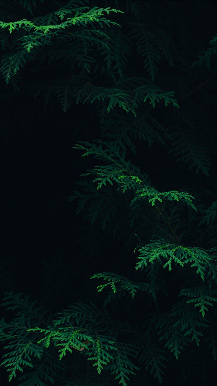 fondo de pantalla verde oscuro hd,verde,naturaleza,árbol,planta,helecho