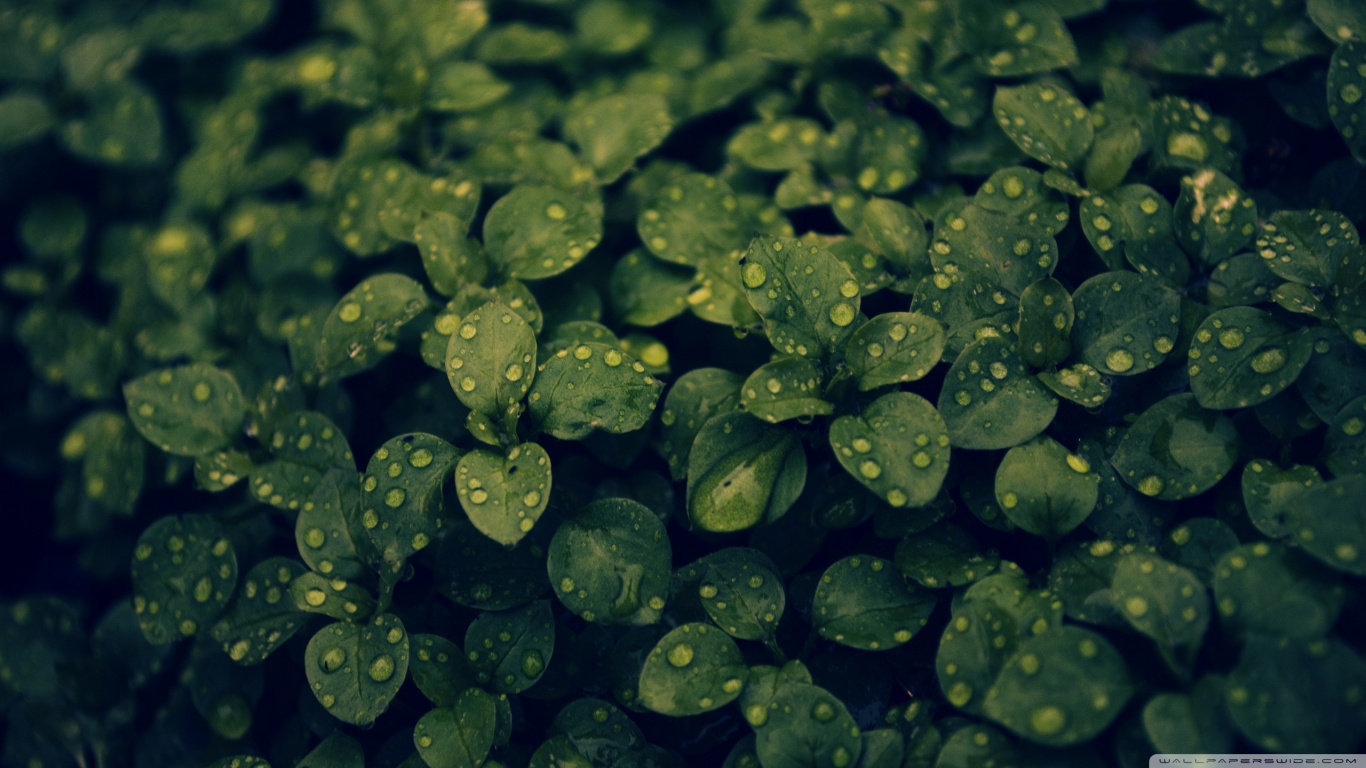 fondo de pantalla verde oscuro hd,verde,hoja,planta,agua,flor