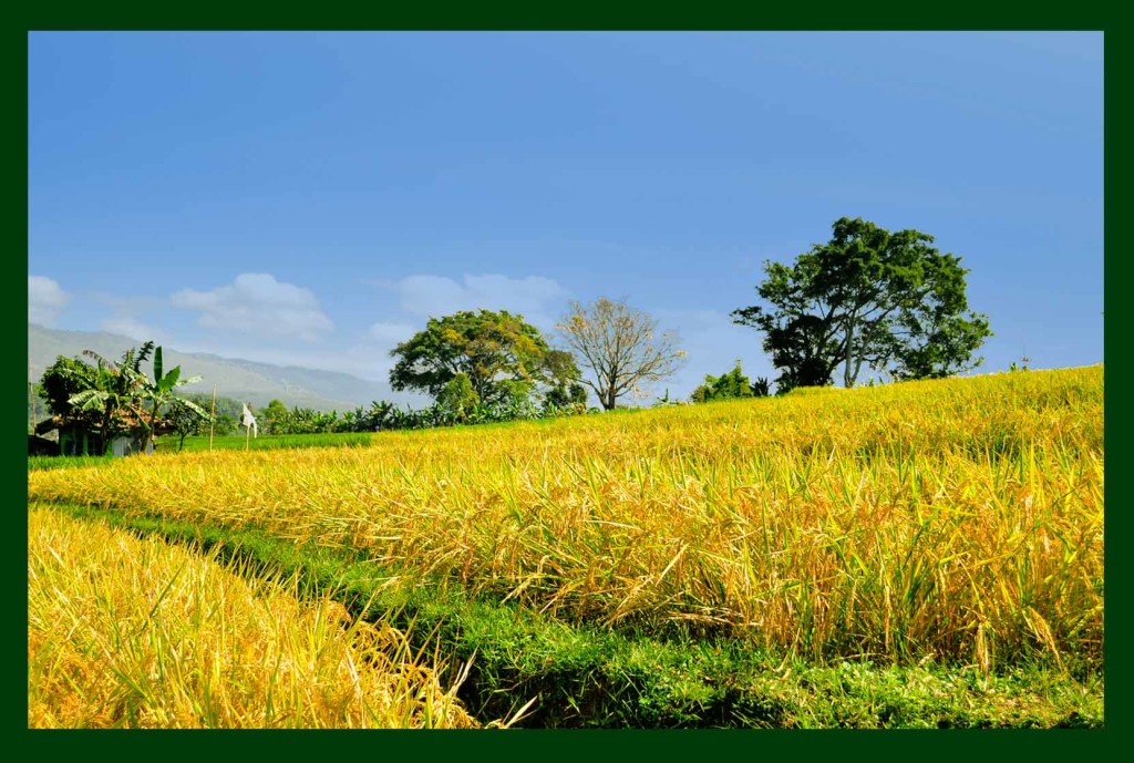 fondo de pantalla lukisan,paisaje natural,naturaleza,campo,campo de arroz,pradera