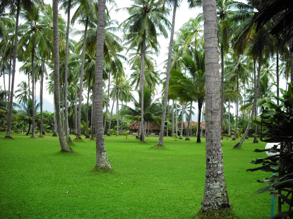 tapete pohon,baum,natur,palme,attalea speciosa,pflanze