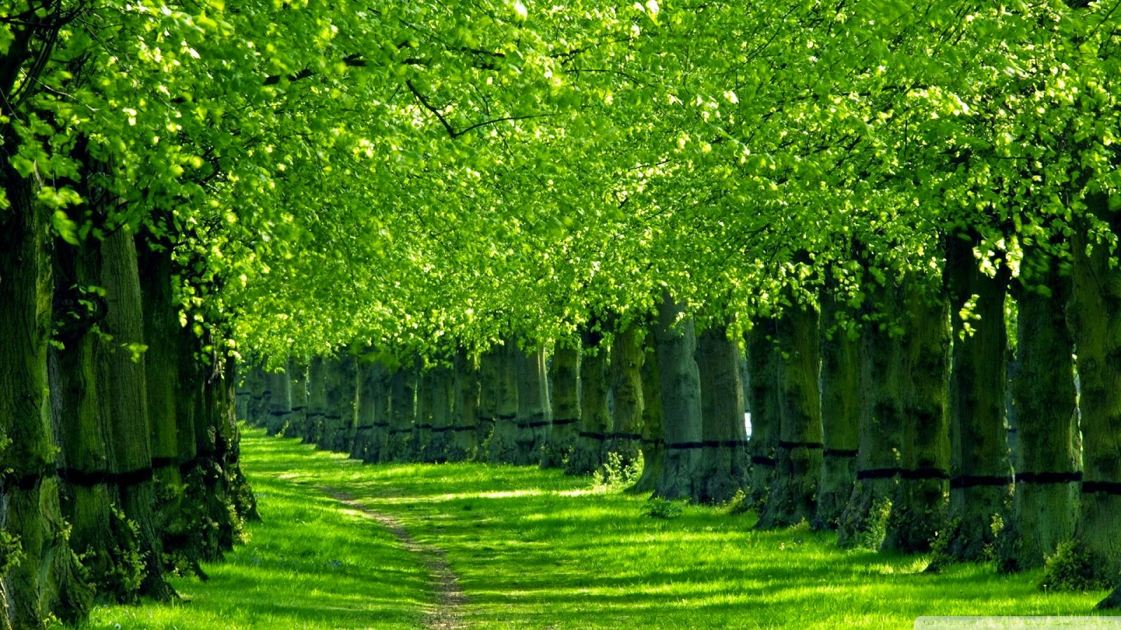 wallpaper hutan,green,tree,nature,natural landscape,vegetation