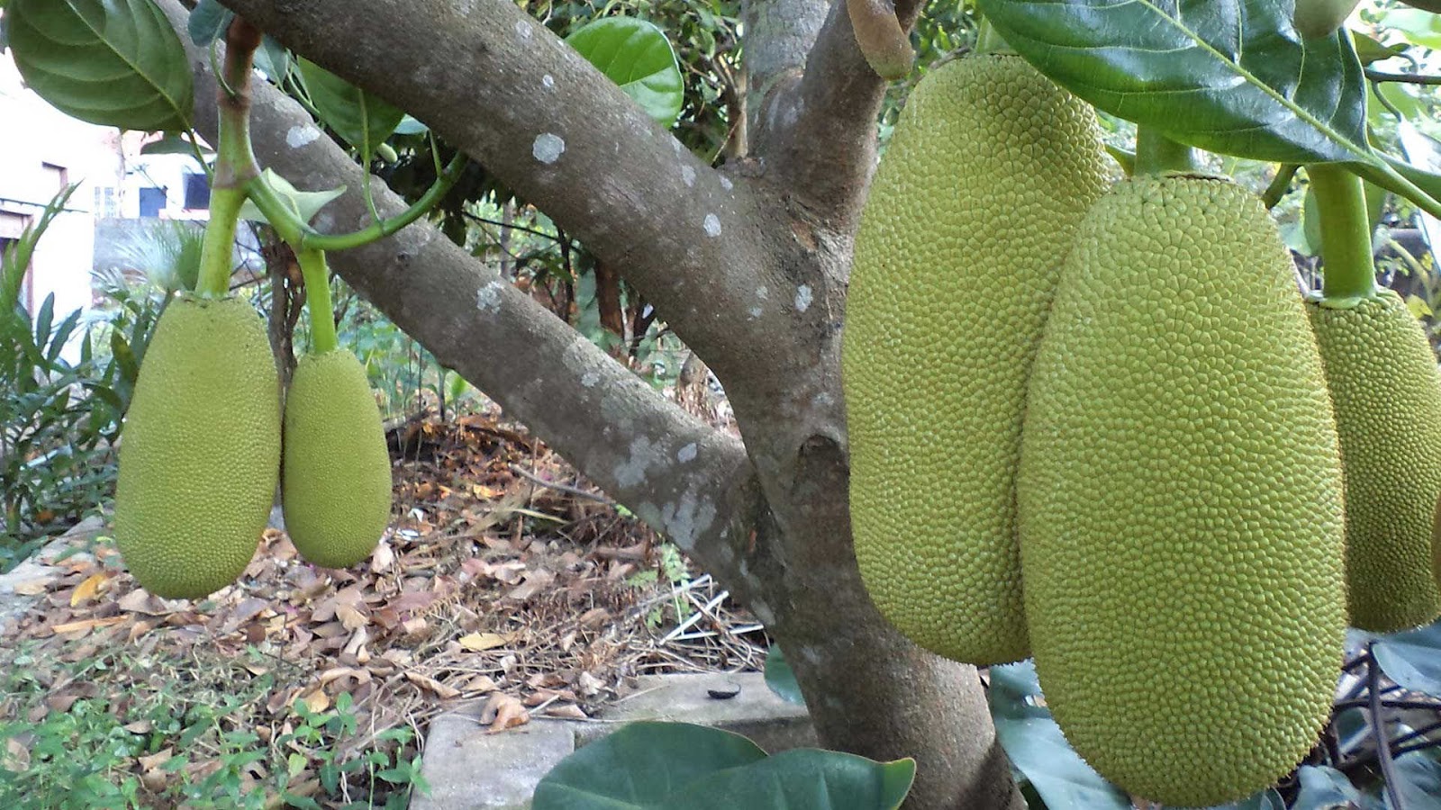 wallpaper buah,jackfruit,cempedak,plant,artocarpus,artocarpus odoratissimus