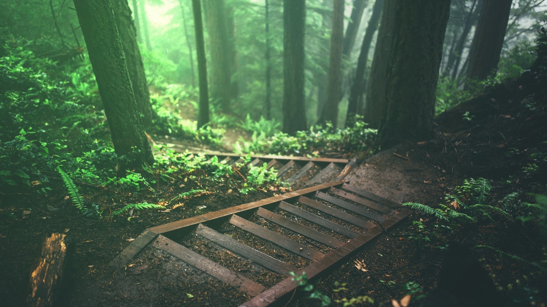 tiefgrüne tapete,natur,wald,baum,grün,urwald