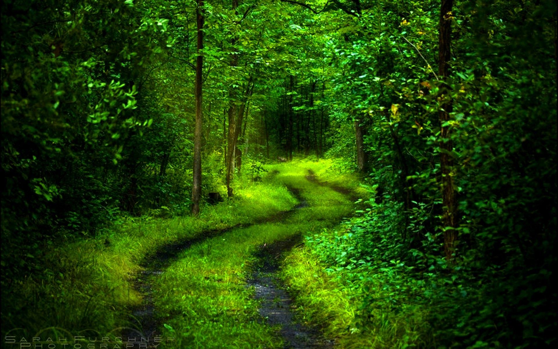 深い緑の壁紙,自然の風景,森林,自然,緑,古い成長林