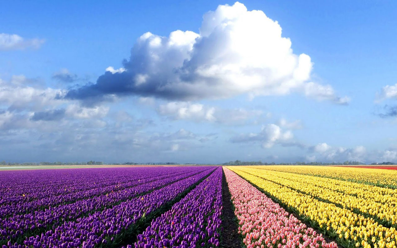 wallpaper untuk laptop,field,sky,flower,lavender,plant