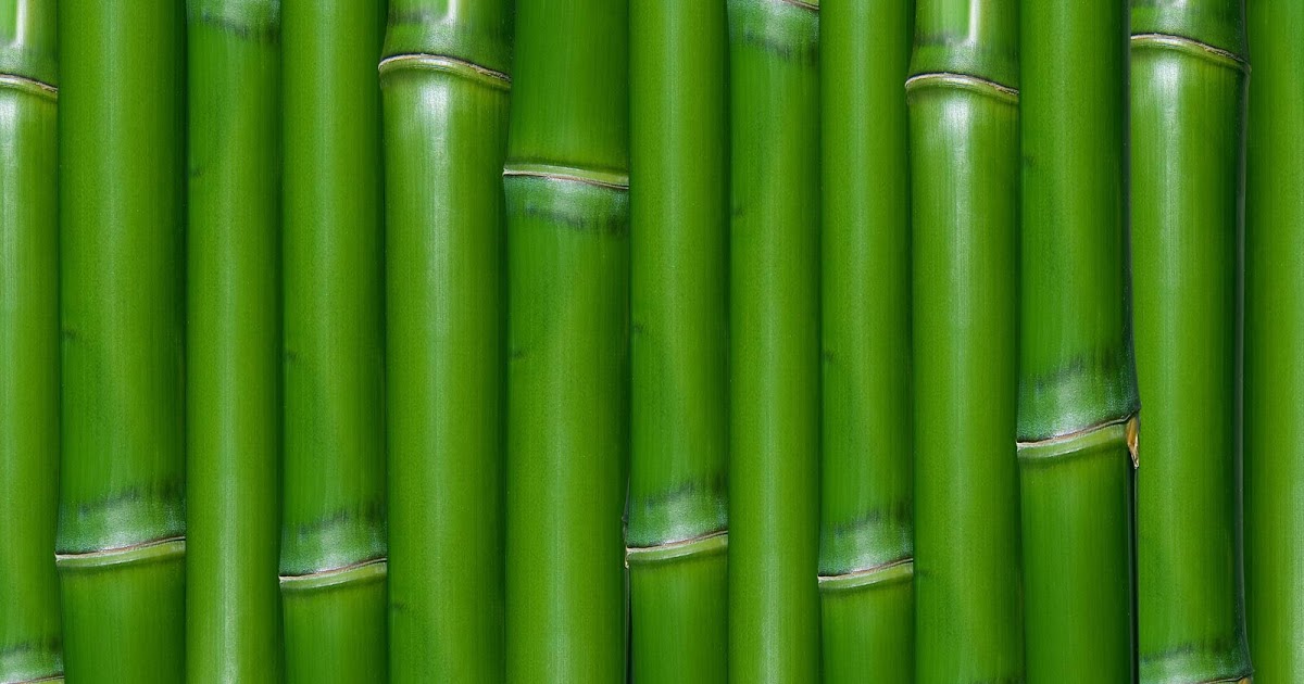 tapete daun hijau,grün,bambus,gras,pflanze,pflanzenstamm