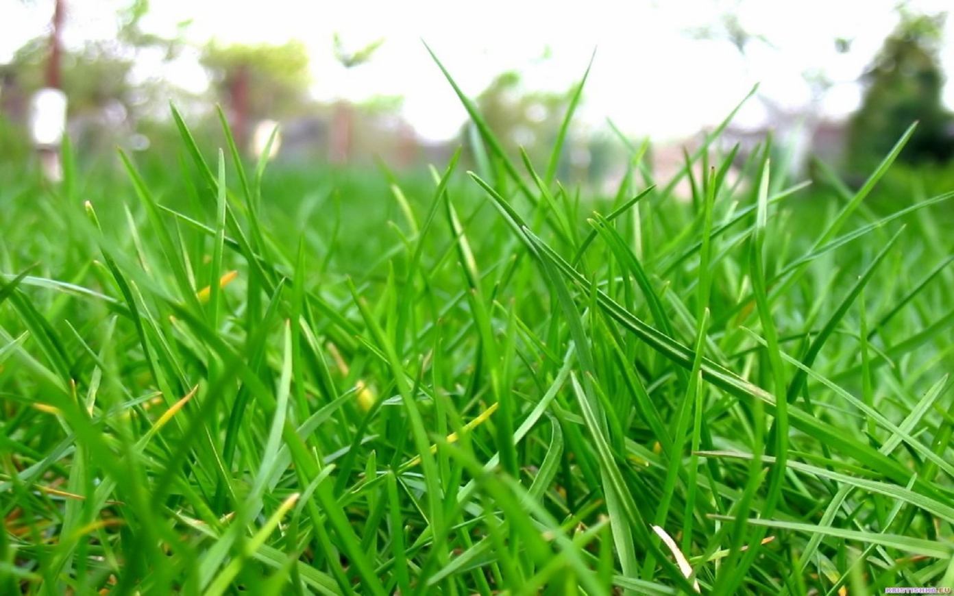 wallpaper rumput,grass,green,lawn,plant,grass family