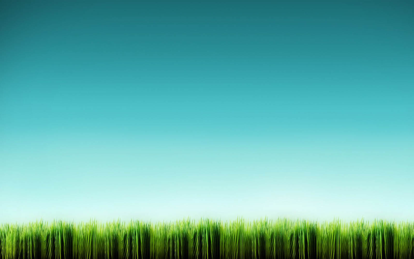 壁紙rumput,緑,草,自然,空,昼間