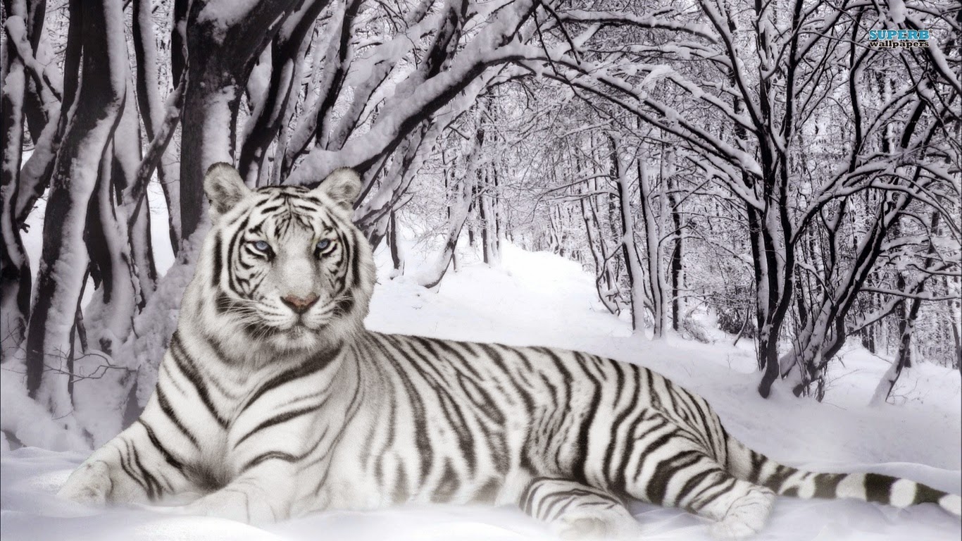 papel pintado gambar putih,tigre,fauna silvestre,tigre de bengala,tigre siberiano,felidae