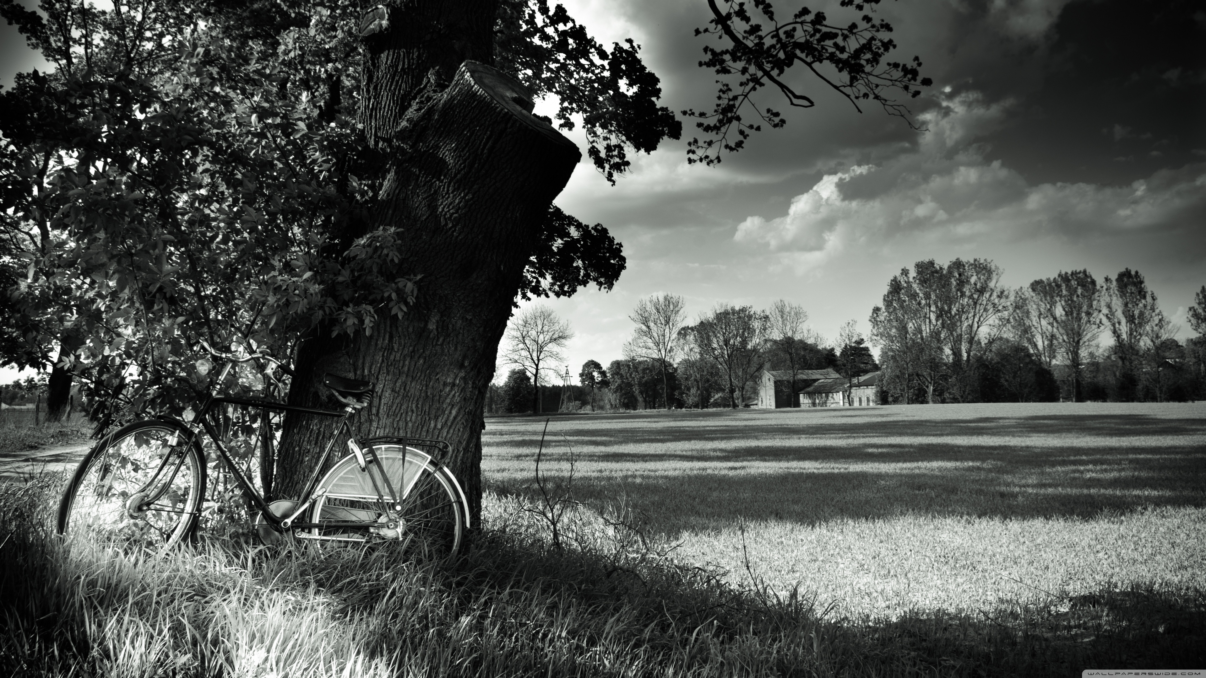 papel tapiz gambar negro,árbol,en blanco y negro,fotografía monocroma,paisaje natural,césped