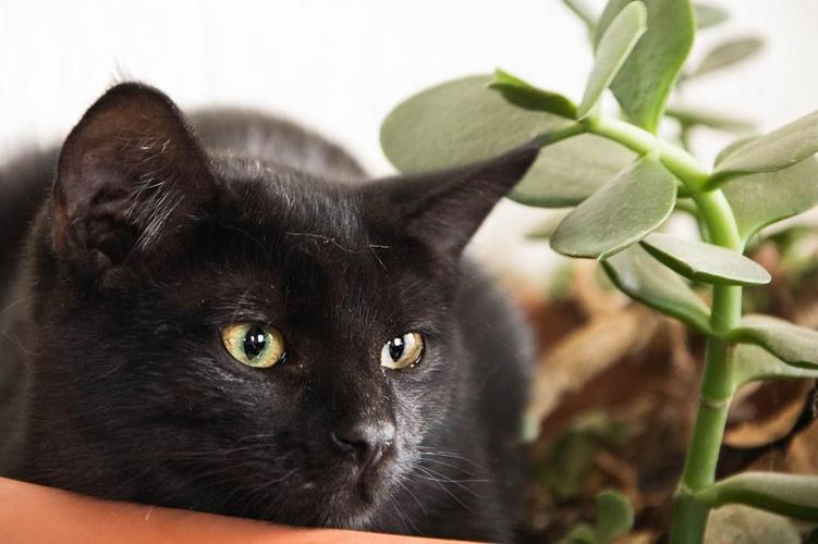 tapete kucing hitam,katze,kleine bis mittelgroße katzen,schwarze katze,felidae,korat