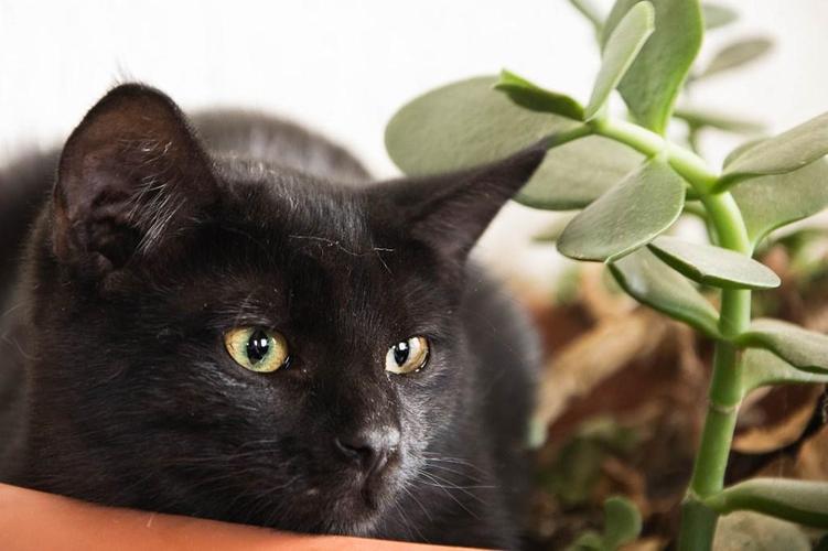 fondo de pantalla kucing hitam,gato,gatos pequeños a medianos,gato negro,felidae,korat