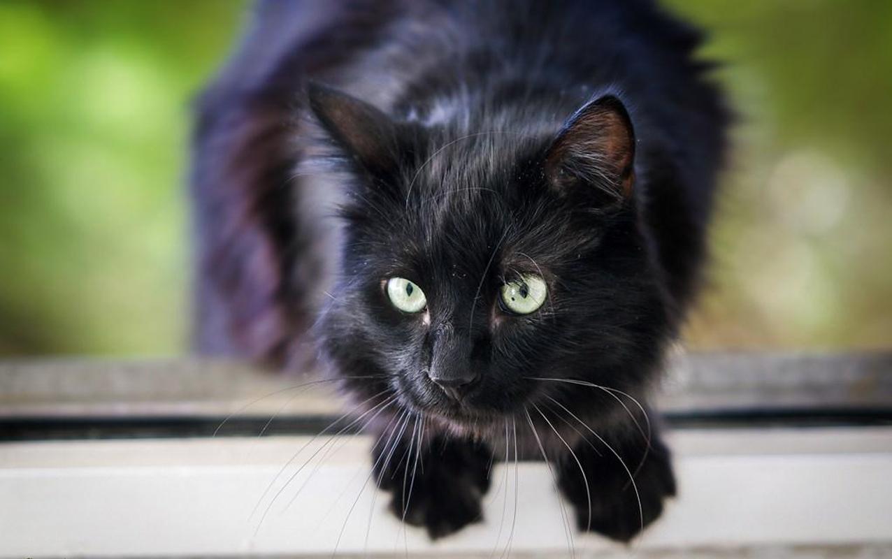 fondo de pantalla kucing hitam,gato,gato negro,gatos pequeños a medianos,bigotes,felidae