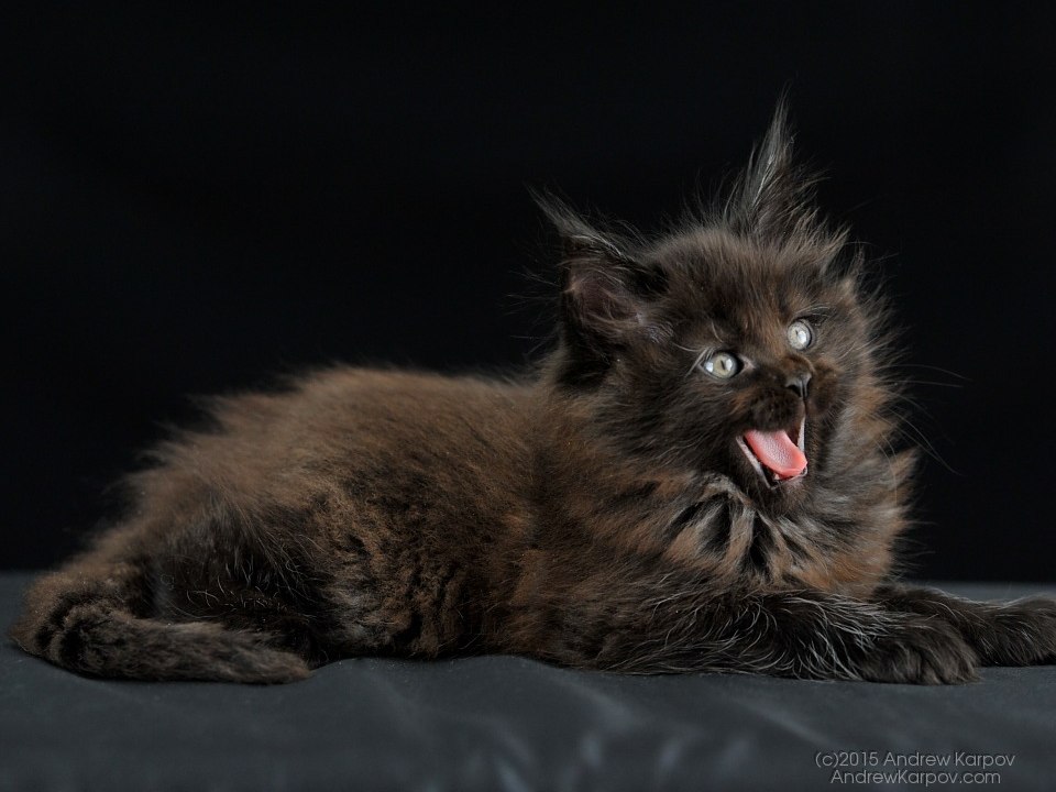 tapete kucing hitam,katze,kleine bis mittelgroße katzen,felidae,schnurrhaare,norwegische waldkatze
