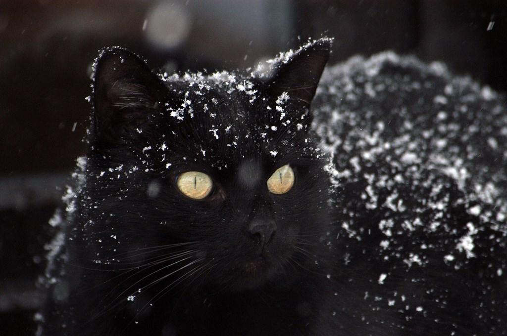 tapete kucing hitam,katze,schwarze katze,schnurrhaare,schwarz,kleine bis mittelgroße katzen