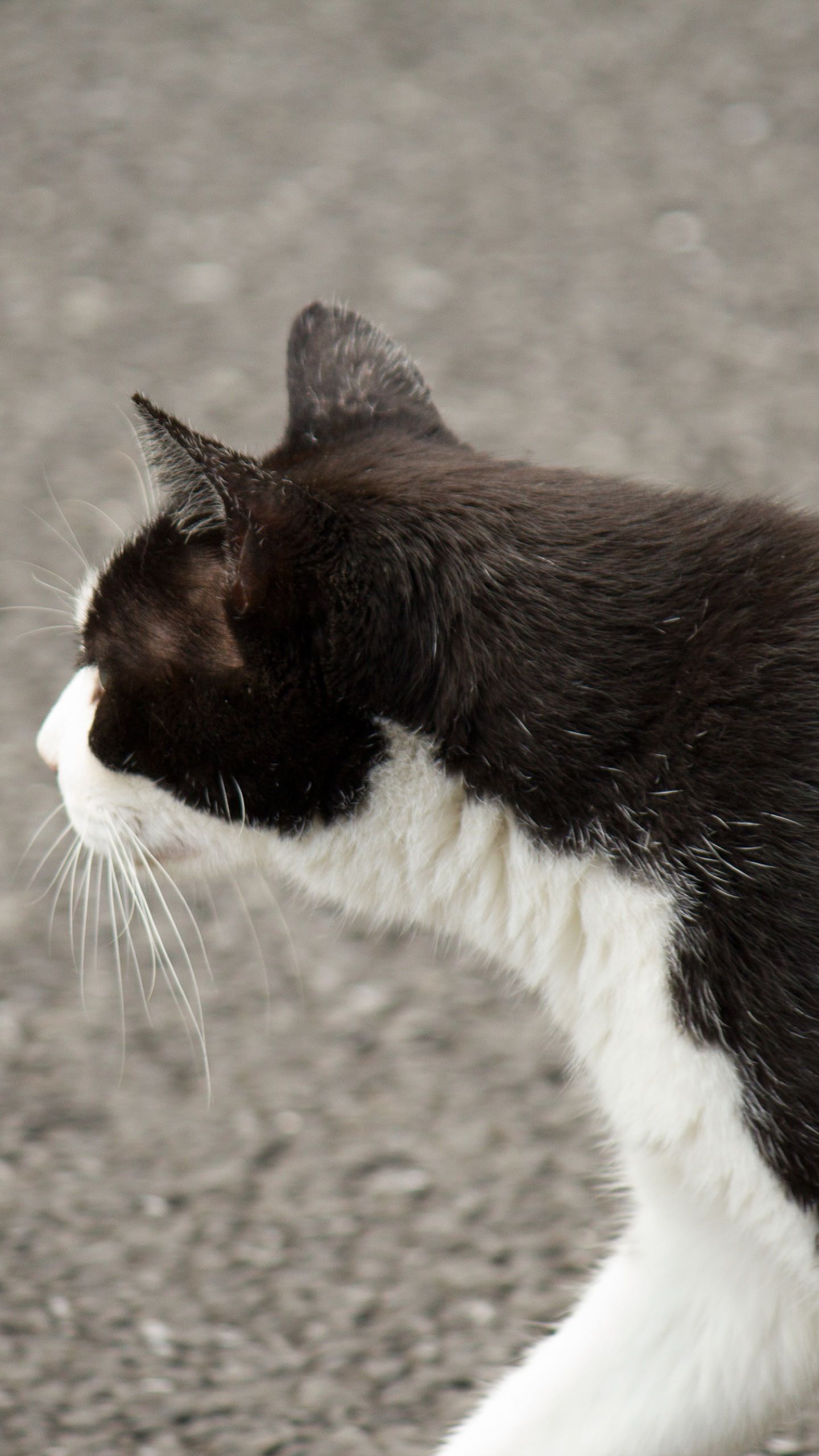 壁紙kucing hitam,ネコ,中型から中型の猫,ネコ科,ひげ,鼻