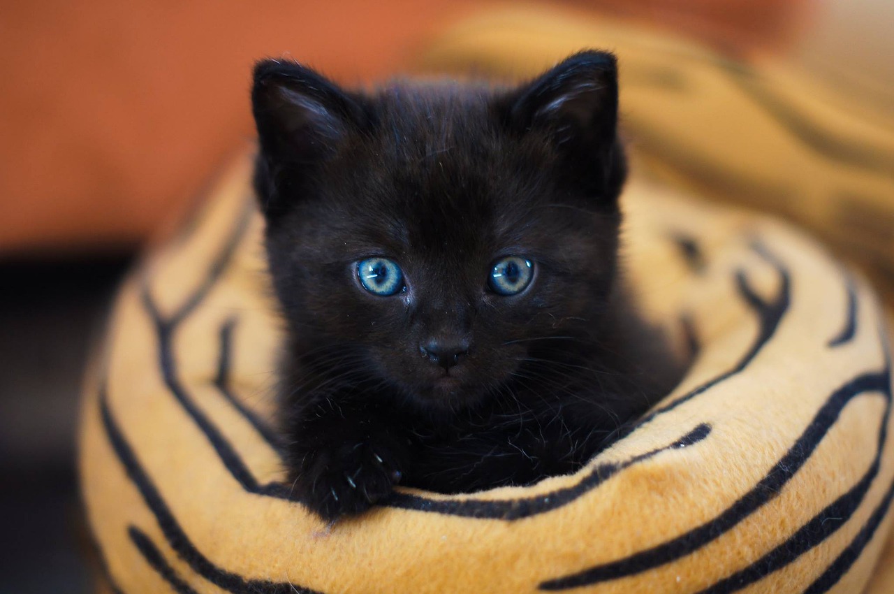 fondo de pantalla kucing hitam,gato,gato negro,gatos pequeños a medianos,felidae,negro