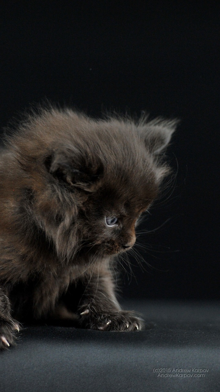 壁紙kucing hitam,ネコ,中型から中型の猫,ネコ科,ひげ,イギリスの長髪