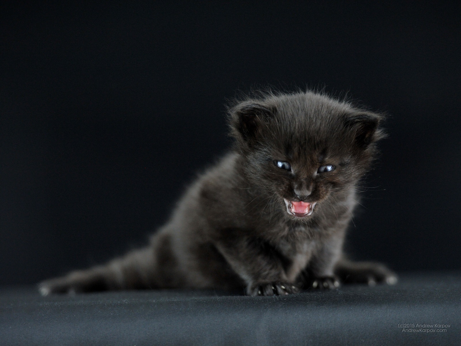 carta da parati kucing hitam,gatto,gatti di piccola e media taglia,felidae,barba,gattino