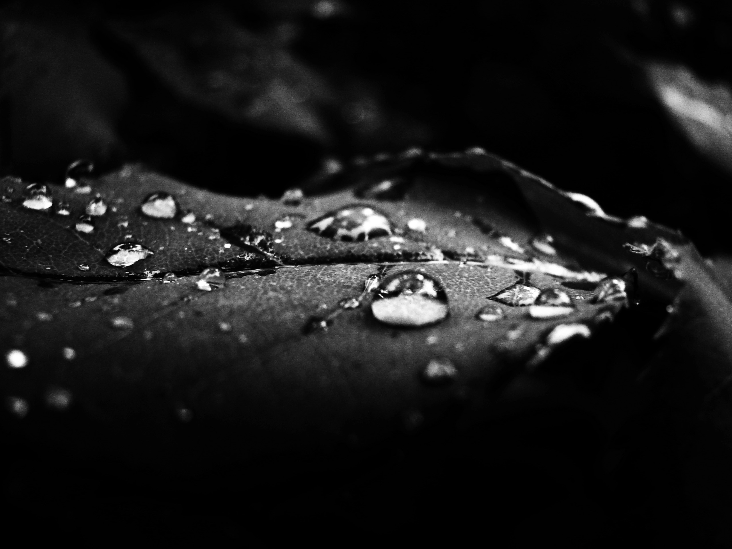 black desktop wallpaper hd,drop,black,water,monochrome photography,moisture