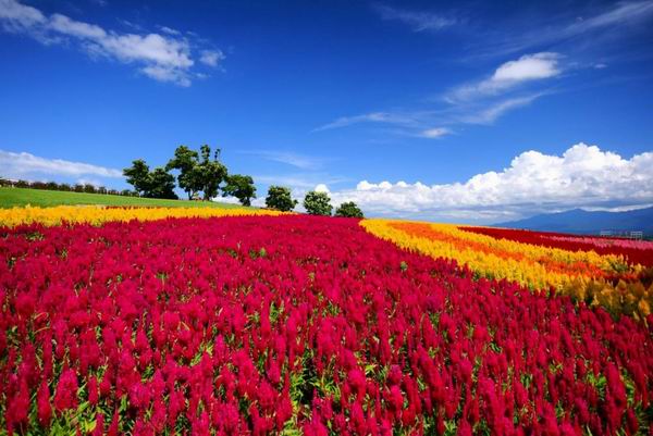 壁紙warna merah,自然の風景,自然,フィールド,空,花