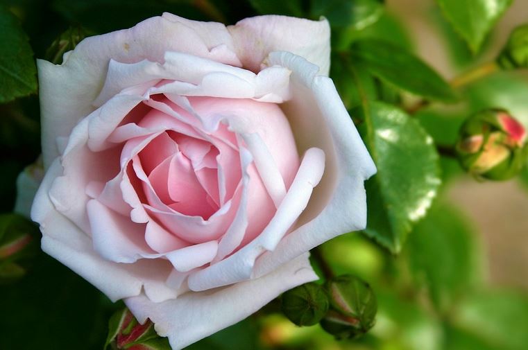 carta da parati hitam rosa,fiore,pianta fiorita,julia child rose,rose da giardino,rosa