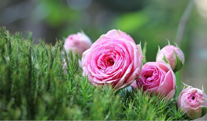 wallpaper hitam pink,flower,pink,garden roses,plant,petal