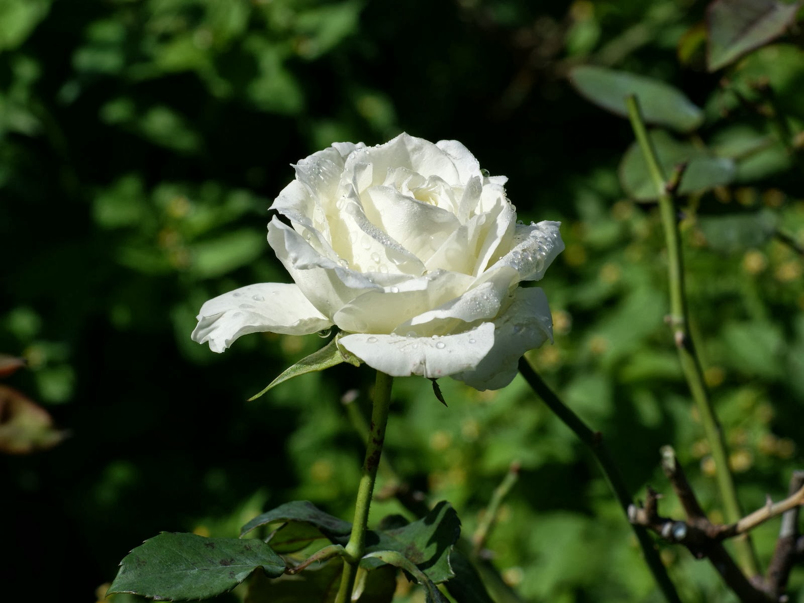 壁紙mawar putih,花,開花植物,花弁,ローズ,バラ科