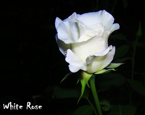 wallpaper mawar putih,flowering plant,white,petal,flower,rose