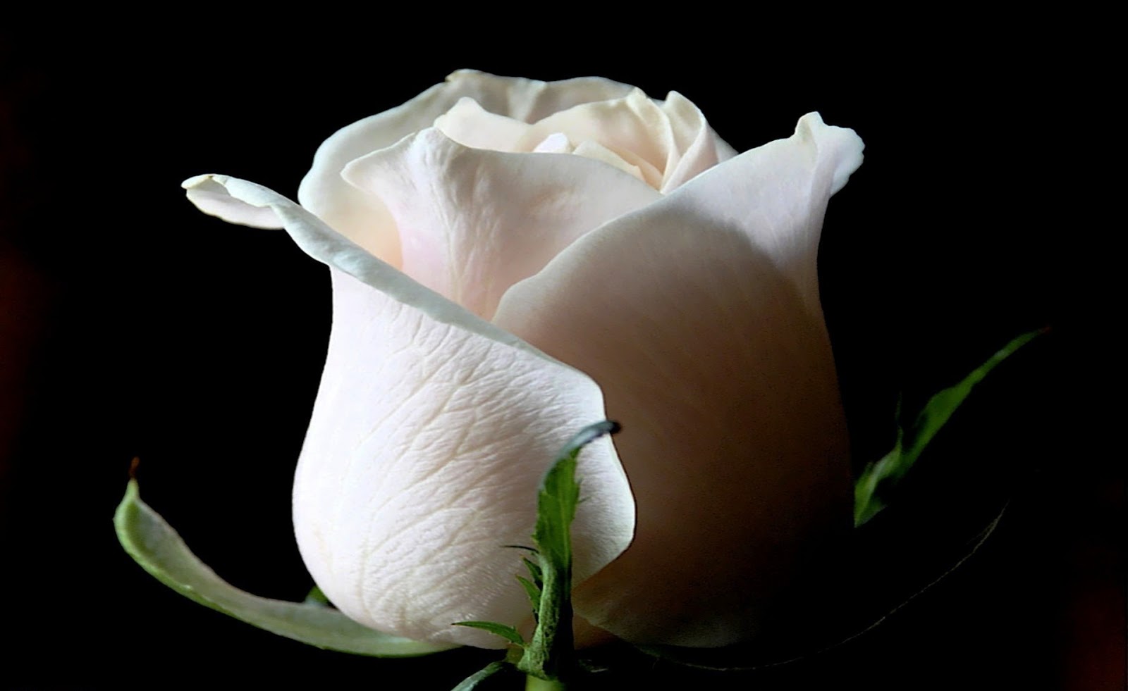 fondos de pantalla mawar putih,blanco,pétalo,flor,fotografía de naturaleza muerta,rosas de jardín