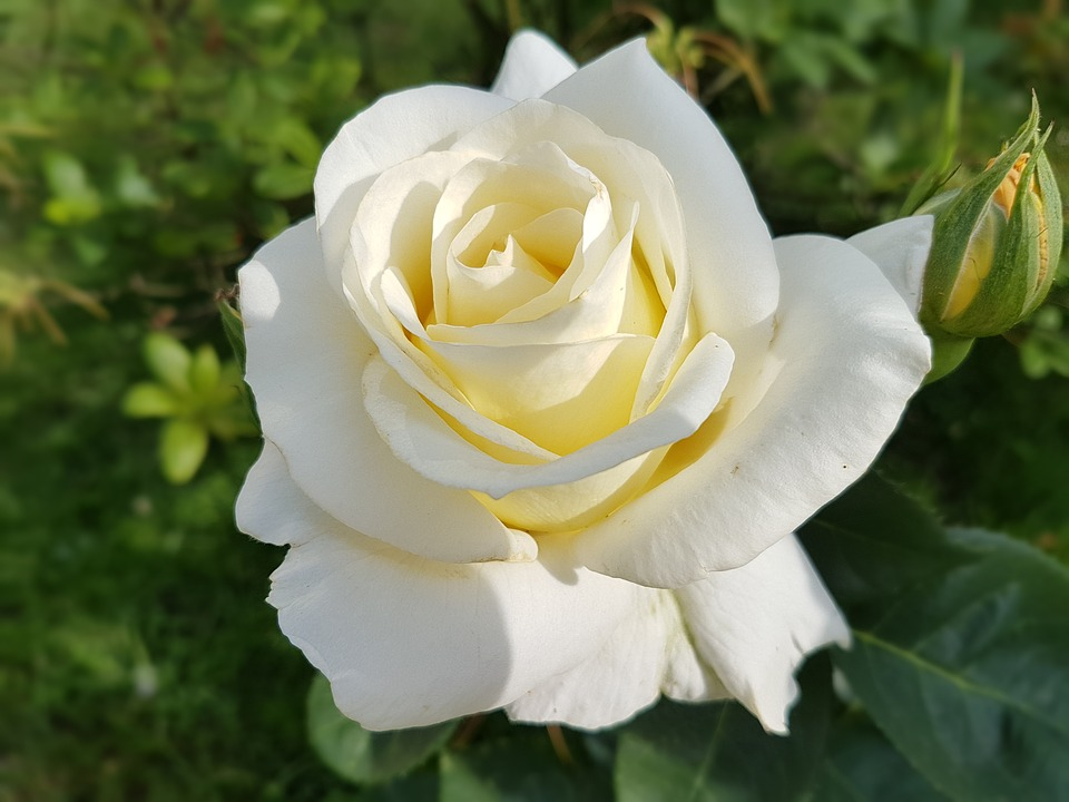 fond d'écran mawar putih,fleur,plante à fleurs,julia enfant rose,blanc,rose