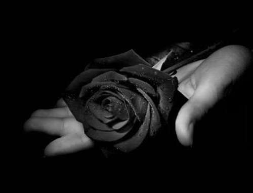 carta da parati maha hitam,fotografia di still life,nero,rosa,rose da giardino,fotografia in bianco e nero