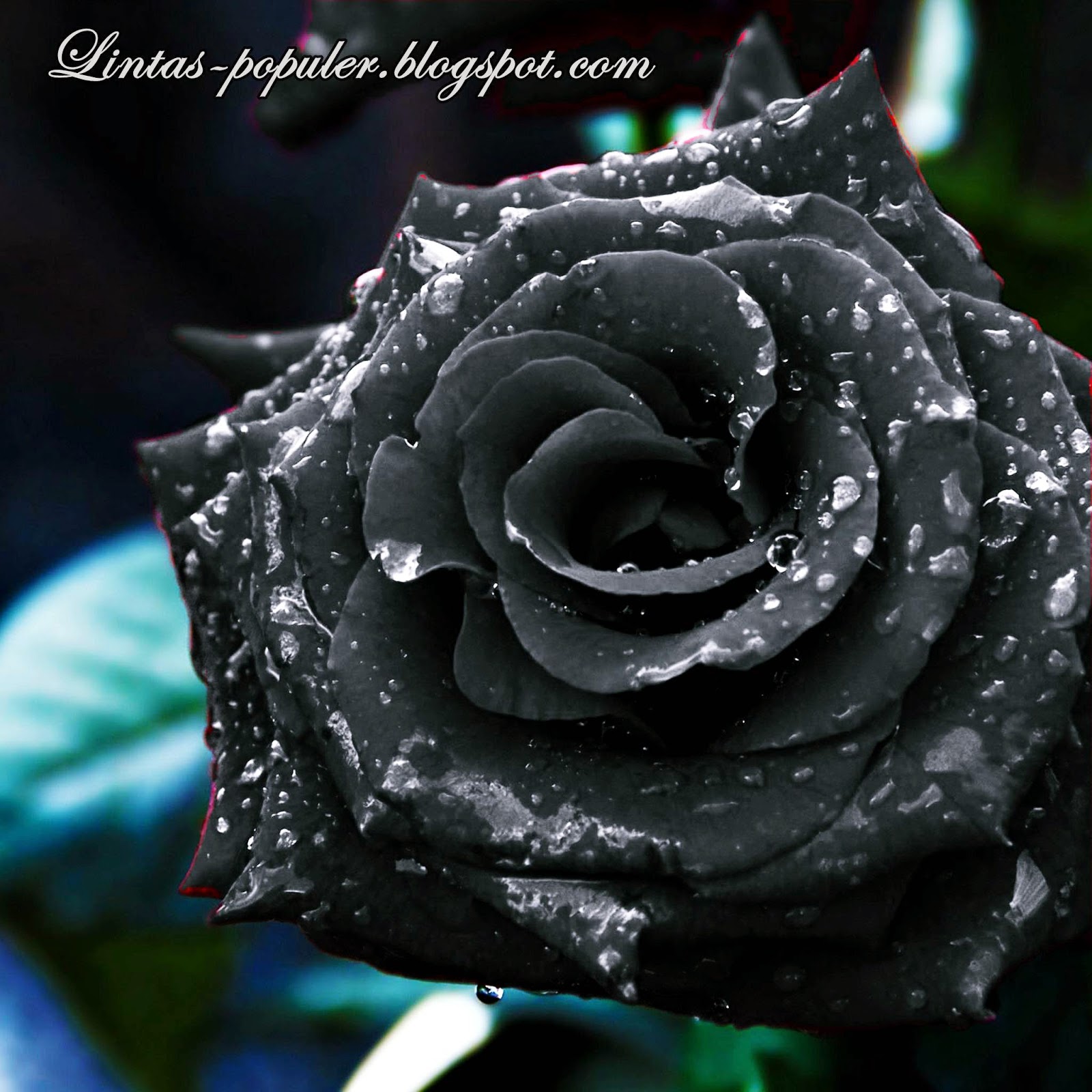 壁紙mawar hitam,ローズ,庭のバラ,花,花弁,水