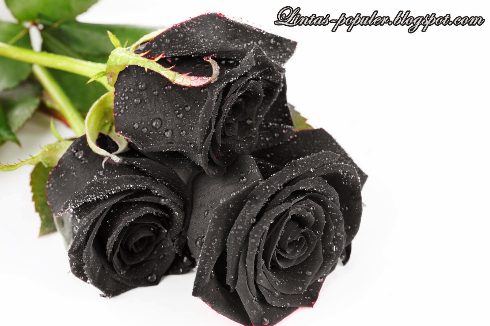 fond d'écran mawar hitam,rose,roses de jardin,famille rose,plante,fleur