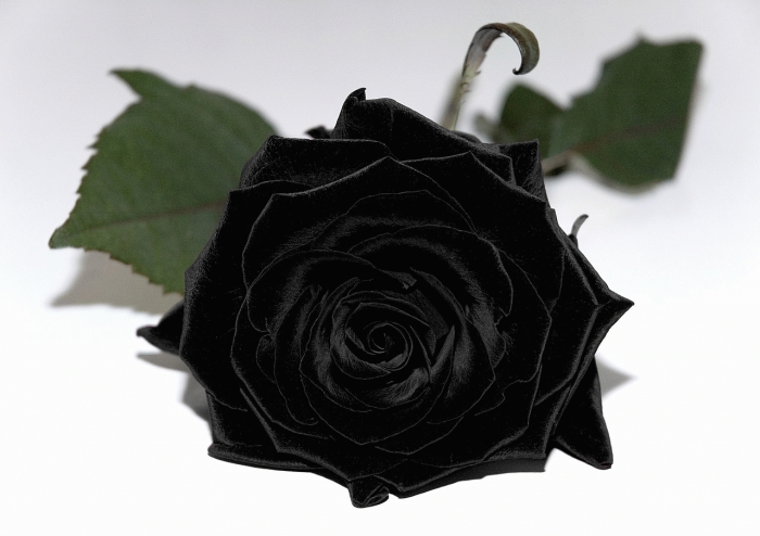 Download Wallpaper Mawar Hitam Pics