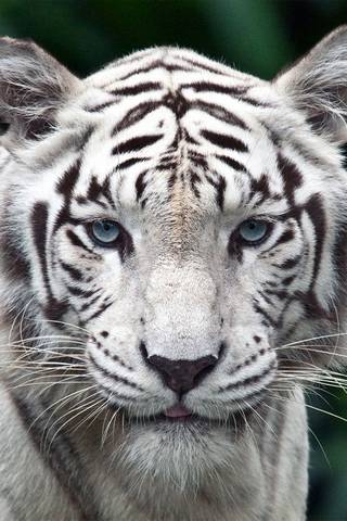壁紙macan putih,虎,野生動物,陸生動物,ベンガルトラ,シベリアンタイガー
