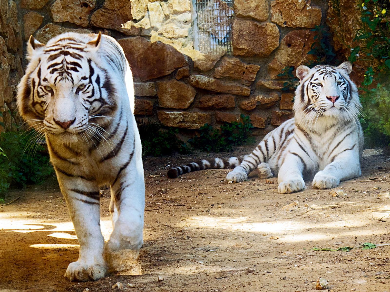 wallpaper macan putih,tiger,mammal,vertebrate,bengal tiger,terrestrial animal