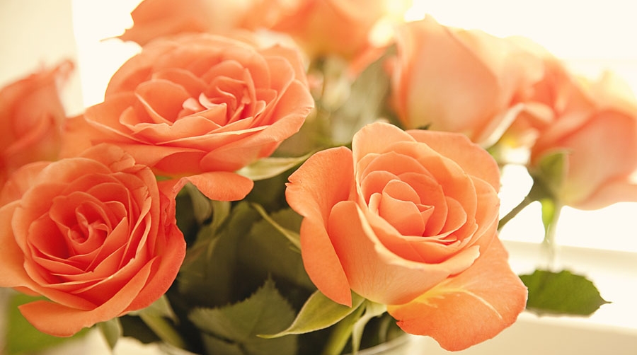 carta da parati warna peach,fiore,rose da giardino,pianta fiorita,rosa,petalo