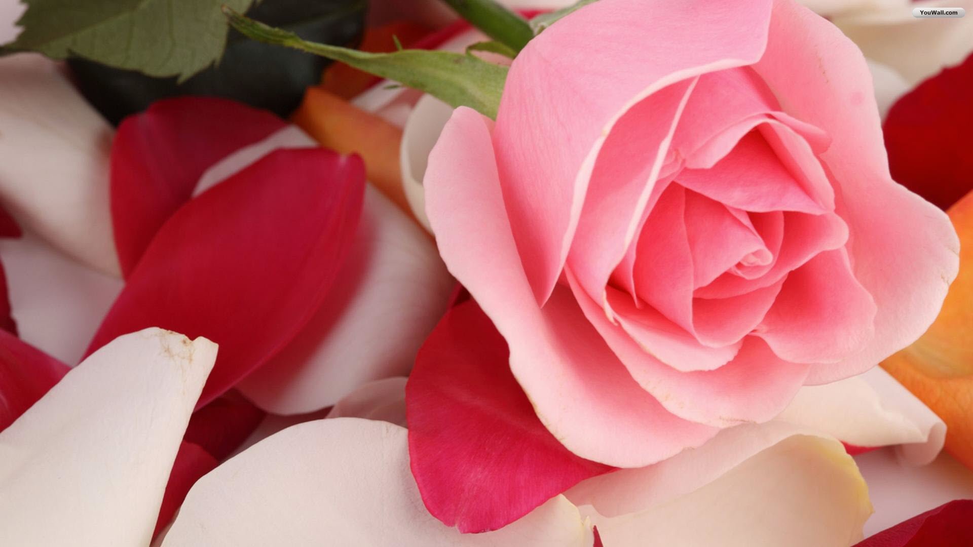 wallpaper berwarna,petal,pink,flower,garden roses,rose
