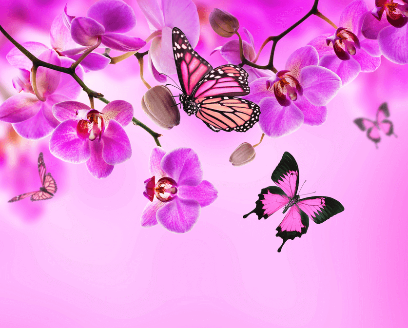 papier peint nuansa rose,papillon,insecte,rose,papillons et papillons,violet