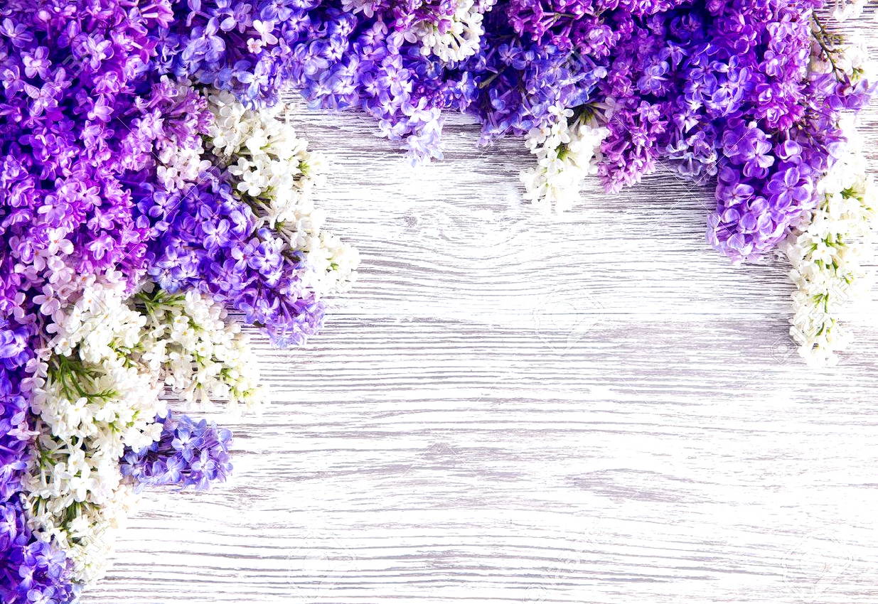 fondos de pantalla nuansa rosa,lavanda,violeta,púrpura,lila,flor