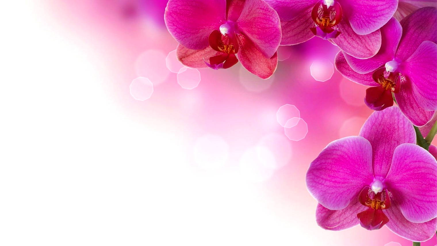 wallpaper nuansa pink,petal,pink,flower,moth orchid,violet