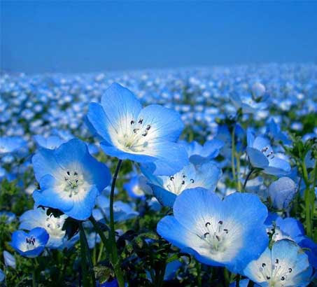 fondos de pantalla warna emas,flor,planta floreciendo,bebe ojos azules,azul,planta