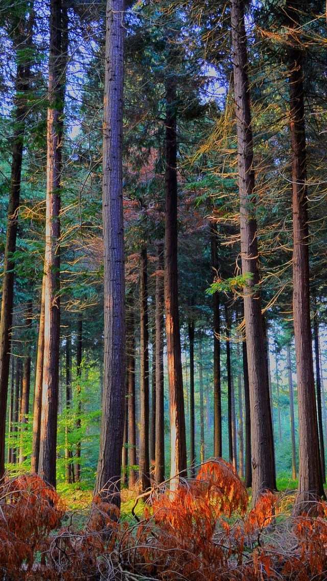wallpaper dinding pohon,tree,forest,natural landscape,red pine,tropical and subtropical coniferous forests
