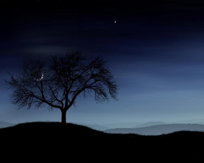 美しい夜空の壁紙,空,自然,木,黒,夜